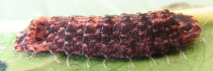 Larvae
